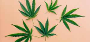 Full Spectrum CBD vs Isolate CBD – What’s the Difference?